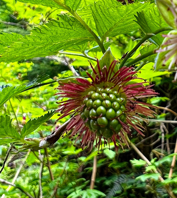 Salmonberry blossom and fruit forming