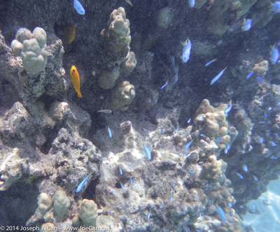School of blue fish and one yellow fish in the coral