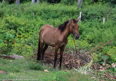 Horse in a tropical pasture