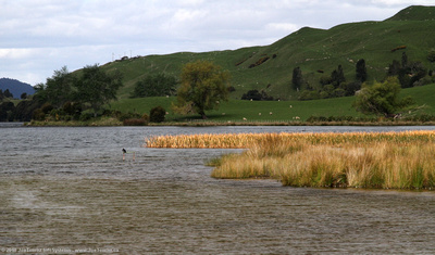 Reeds, lake shore sheep pasture, hills