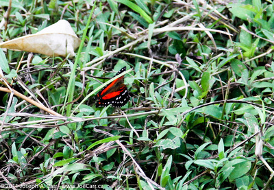 Red butterfly in the grass