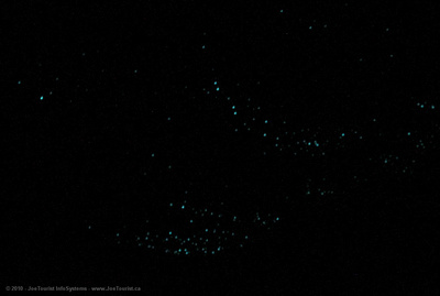 Glow worms on the ceiling of the cave