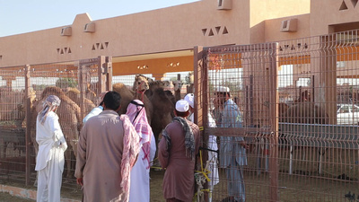 Camel sale taking place